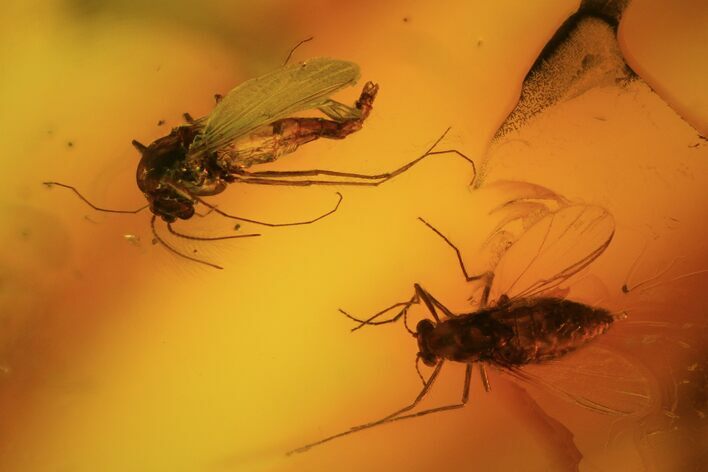 Fossil Flies (Diptera) In Baltic Amber #81715